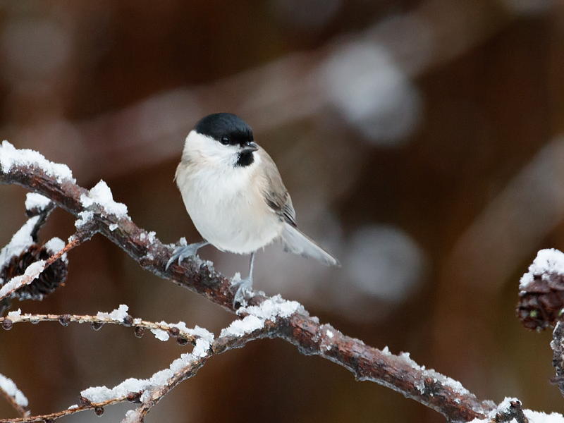 Parus palustris Marsh Tit Glanskop